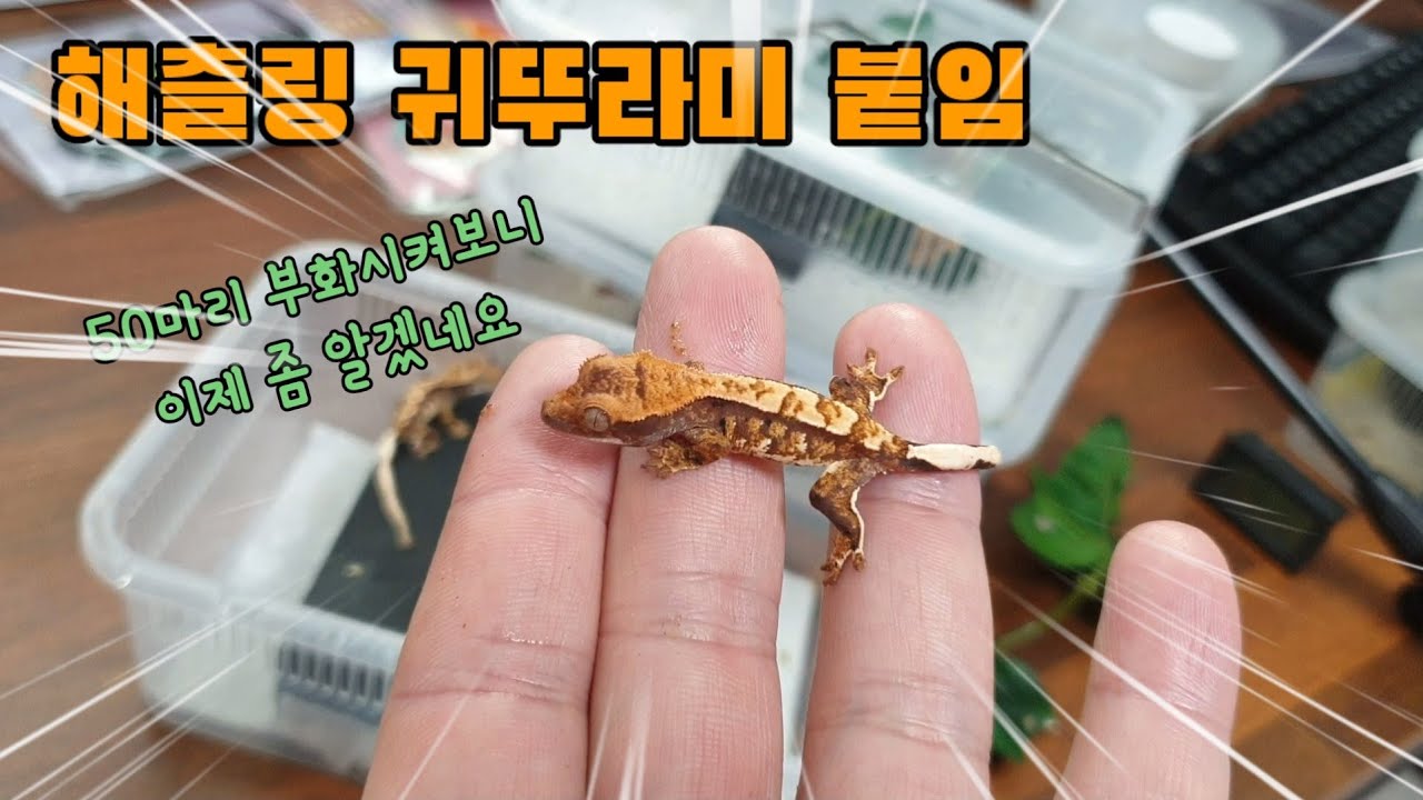 크레스티드게코 귀뚜라미 먹이붙임 방법을 알려드립니다