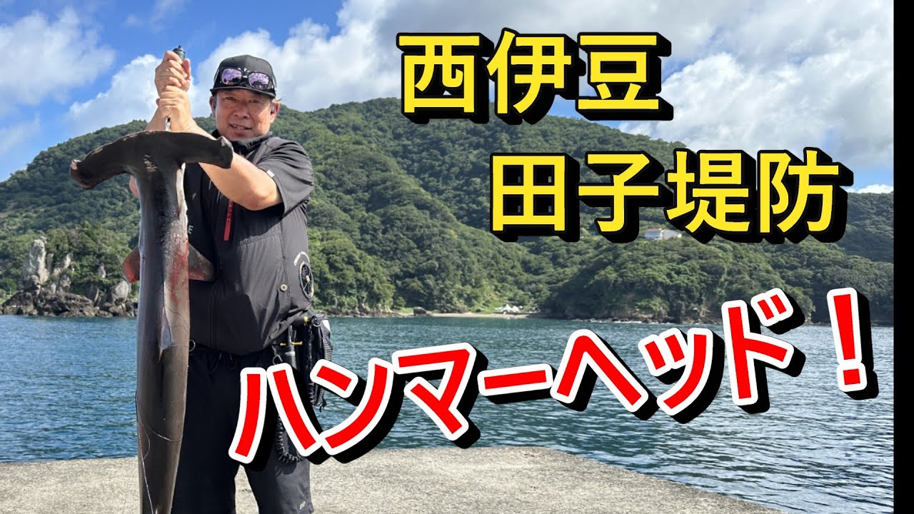 【西伊豆　田子堤防】でたっ！ハンマーヘッド！！