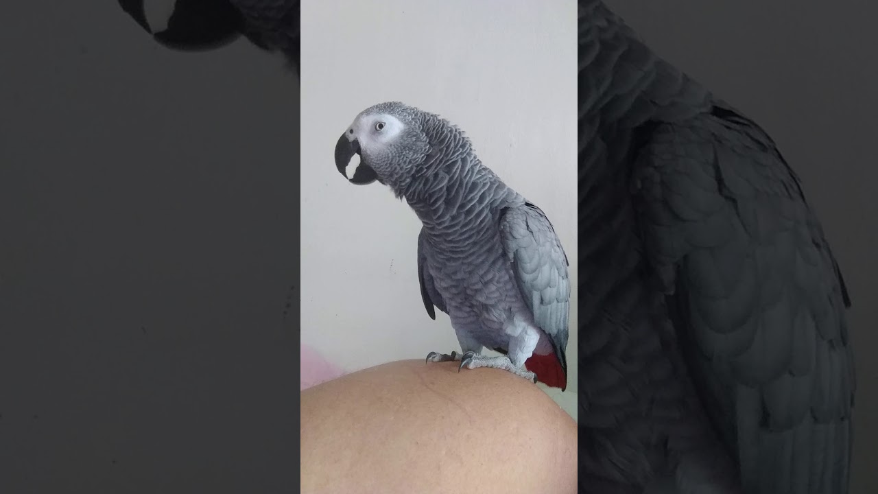 Ukecaná jak cyp