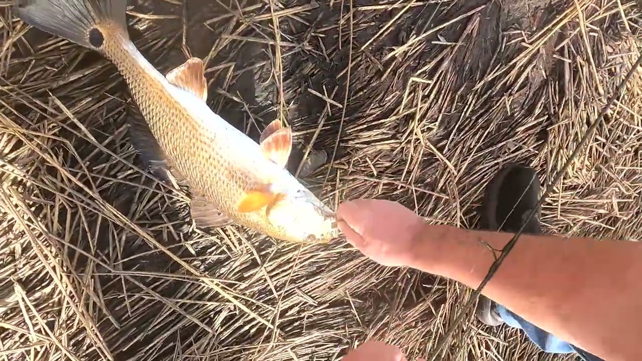 Как ловить краснопёрку с берега с помощью креветок Voodoo Shrimp!