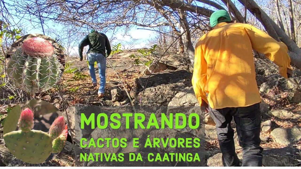 Trilha: Mostrando cactos e árvores nativas da Caatinga, na estiagem