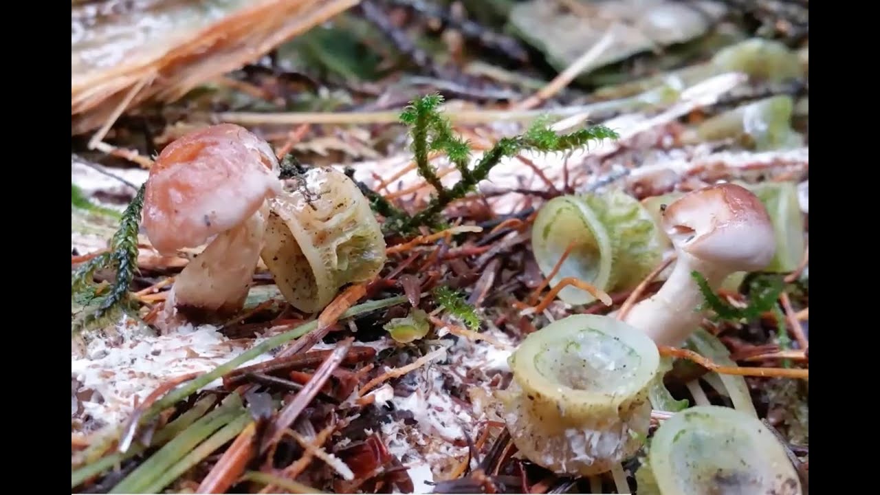 2024-10-17 Fish, Forests, Fungi: soils in the ‘salmon forests’ of BC – Allen Larocque