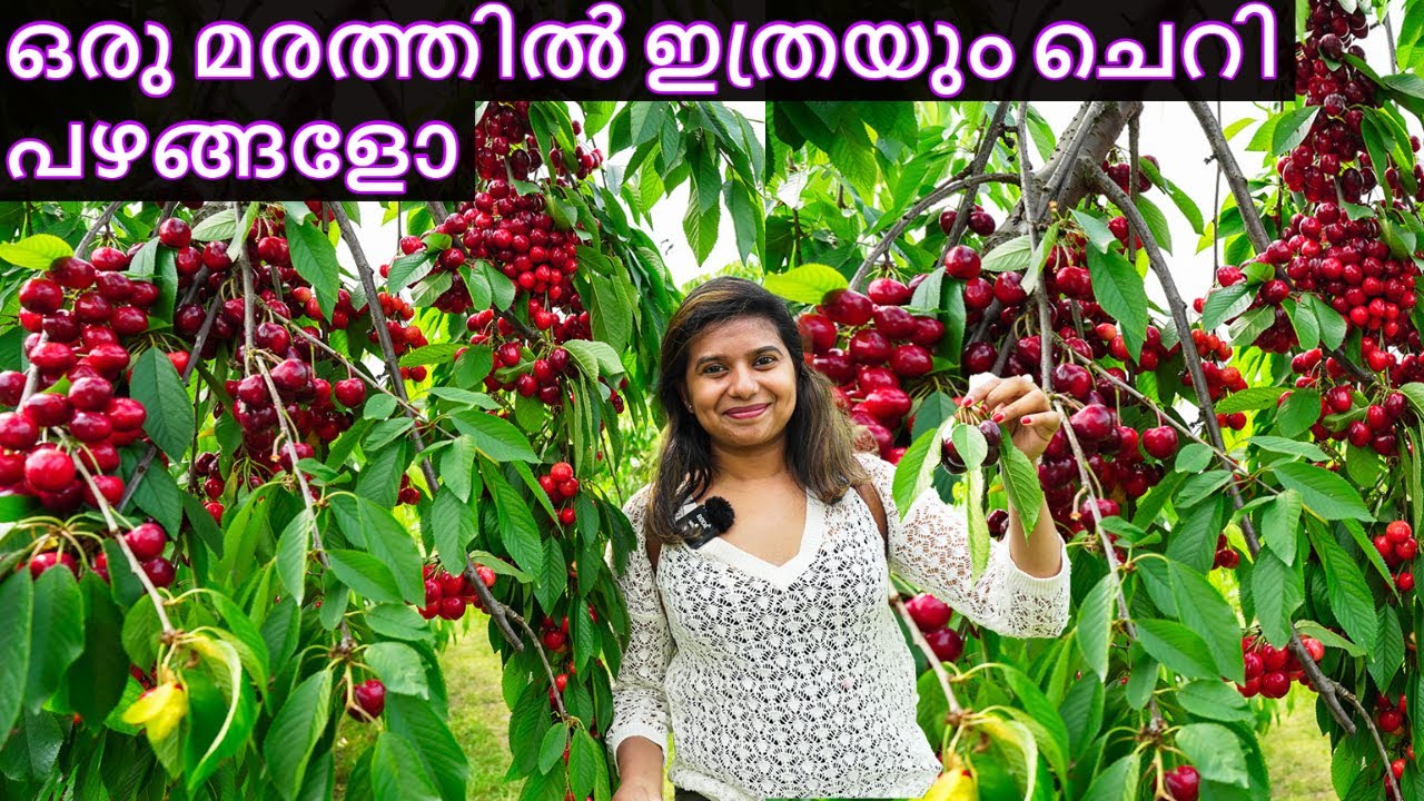 Cherry Picking in Germany Malayalam - നല്ല മധുരമുള്ള ചെറിപ്പഴം പറക്കാൻ പോരുന്നോ?