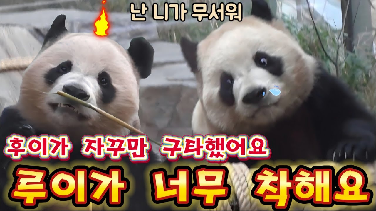 에버랜드 판다월드 2월15일 💢 세상에나 후이는 자꾸만 언니를 괴롭혀서 루이가 슬퍼했어요 