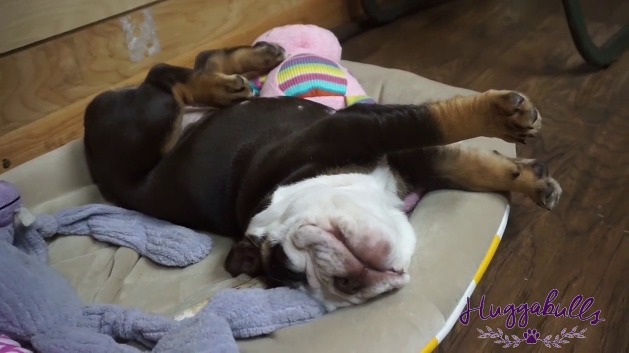 PuppyFinder.com : Chocolate English Bulldog Puppy Sleeps Upside Down Snores