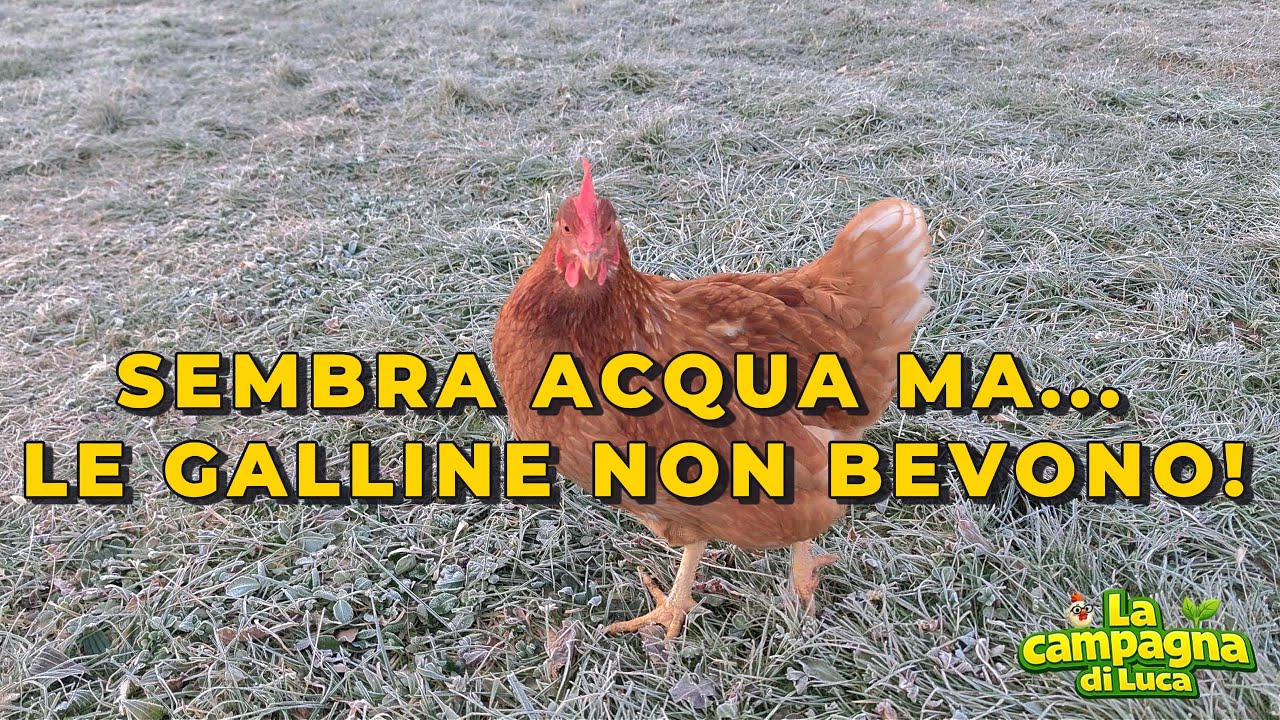 Sembra acqua… ma le galline NON bevono (errore gravissimo)