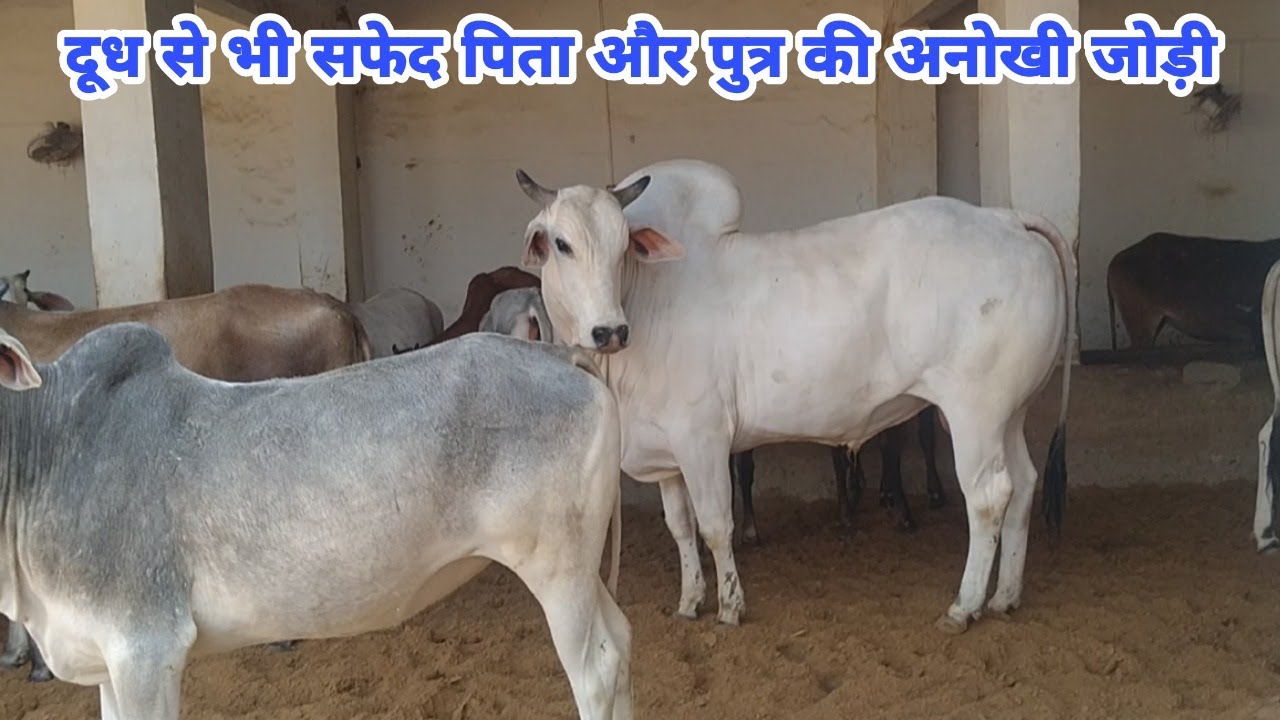 हरियाणा नस्ल के 6 फिट से भी ऊंचे पिता और पुत्र की सुंदर जोड़ी वाली गौशालाTop Beautiful Haryanvi Bull