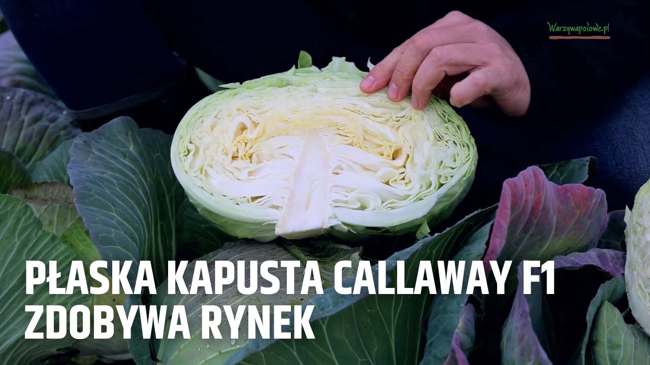 Płaska kapusta Callaway F1 zdobywa rynek