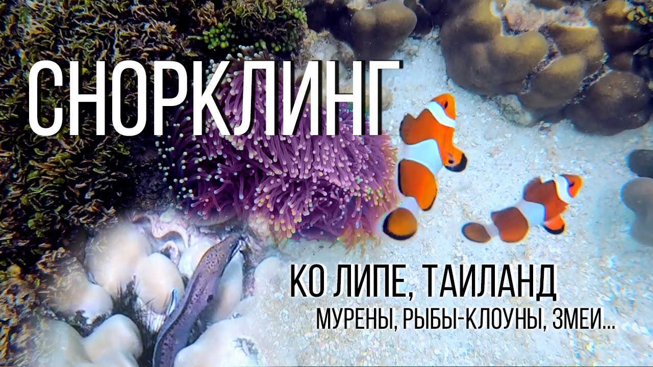 Снорклинг на Ко Липе (Таиланд) - мурены, змеи, рыбы-клоуны и другие - лучший снорклинг в Таиланде!