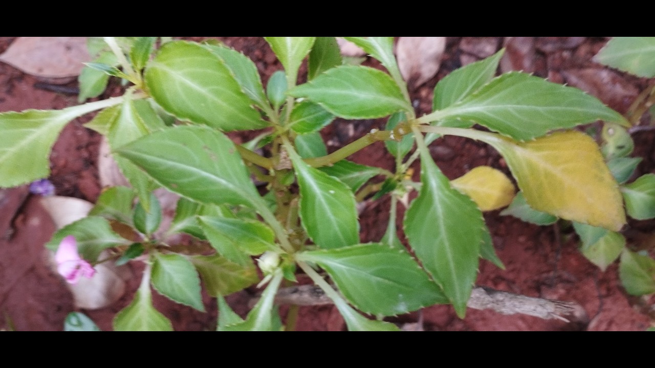 Priyam is live!💖കൂട്ടുകാരെ വരൂ.. ഞാൻ വന്നു.... പ്രിയം..🥰🥰🥰👍🙏