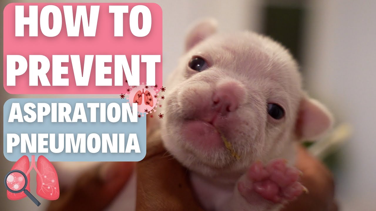 Sick Frenchie!?!?! (Preventing Aspiration Pneumonia)