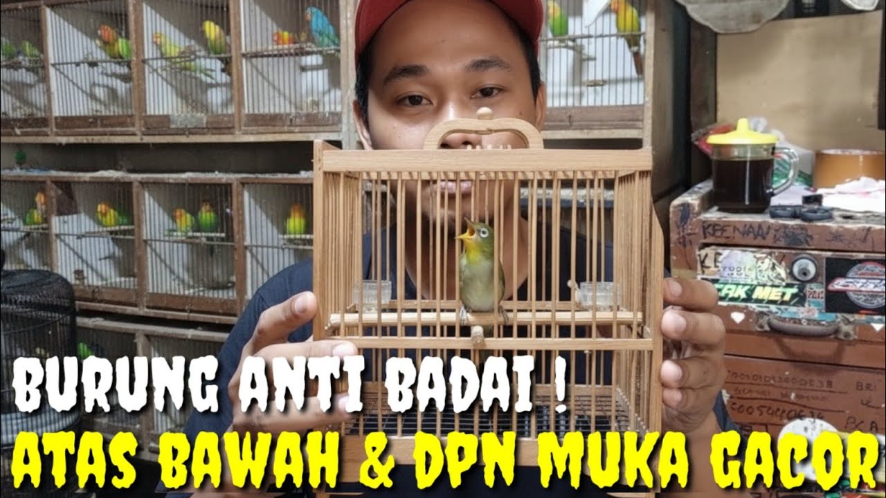AYOO..YG LAGI CARI GACORAN, BUKPAR SAMPE SOBEK2 AND YG ANTIK BIN LANGKA, SATSET BOLO
