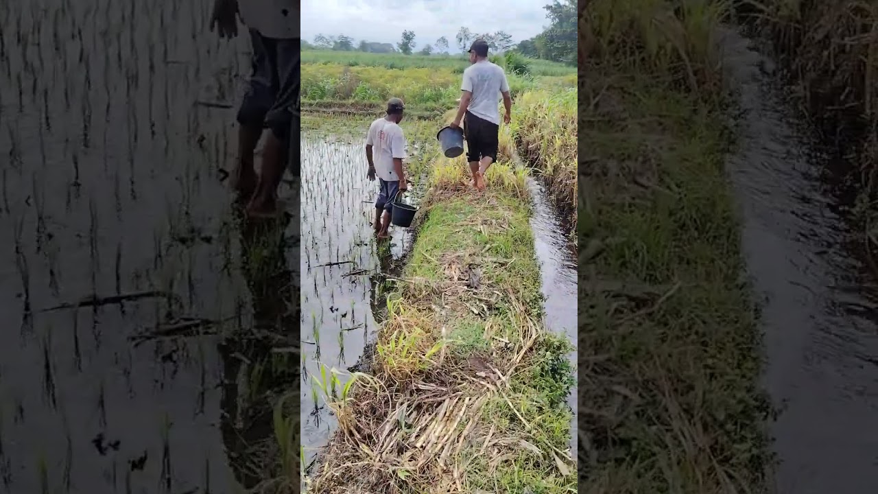 Cara pemupukan pertama padi inpari32 #inpari32 #padi #padiunggul #padisawah#agriculture 