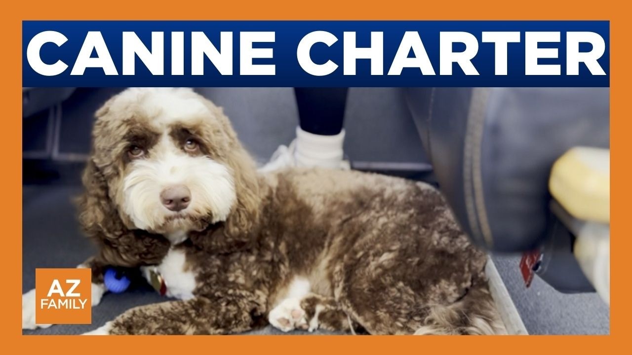 Pet-centric air travel service begins from Scottsdale