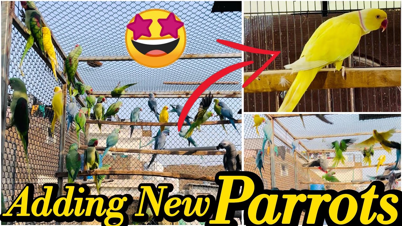 ADDING NEW PARROT IN MY AVIARY #birds #talkingparot #parrotbreeding #parrot #breedingpair 