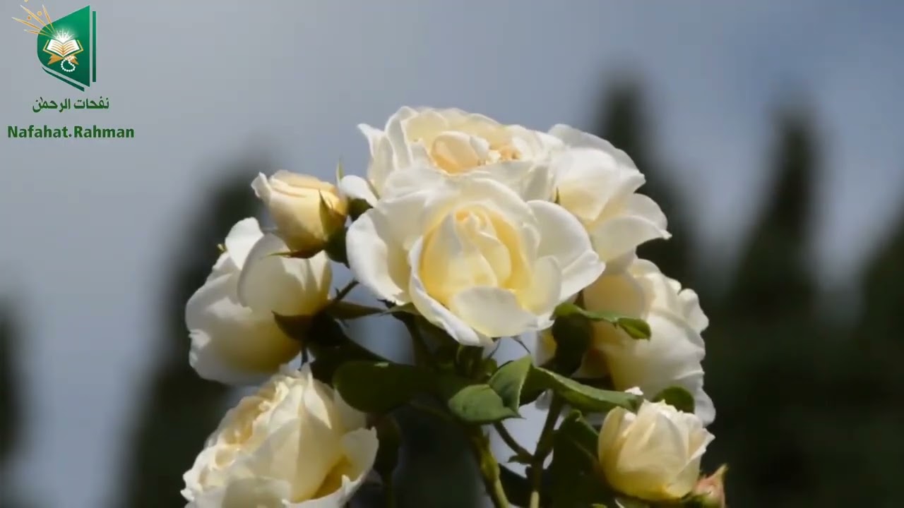 تلاوة هادئة ومؤثرة لقوله تعالى {اللَّهُ خَالِقُ كُلِّ شَيْءٍ ۖ وَهُوَ عَلَىٰ كُلِّ شَيْءٍ وَكِيلٌ} 