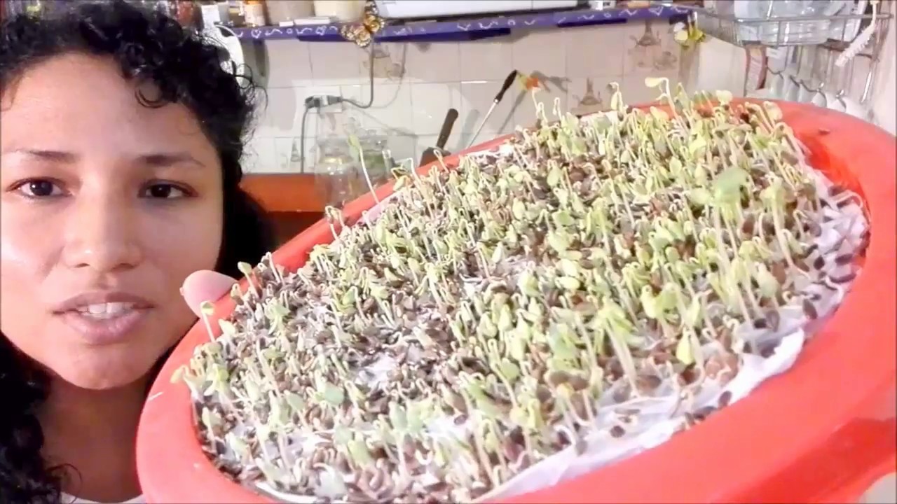 GERMINADO DE LINAZA ANTI-CANCER&Iacute;GENO