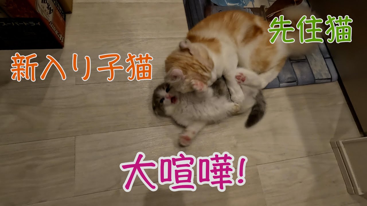 【喧嘩４】先住猫と子猫会わせると喧嘩止まらない