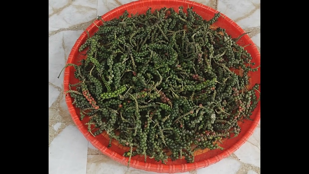 Harvesting black pepper from the home garde#viral#