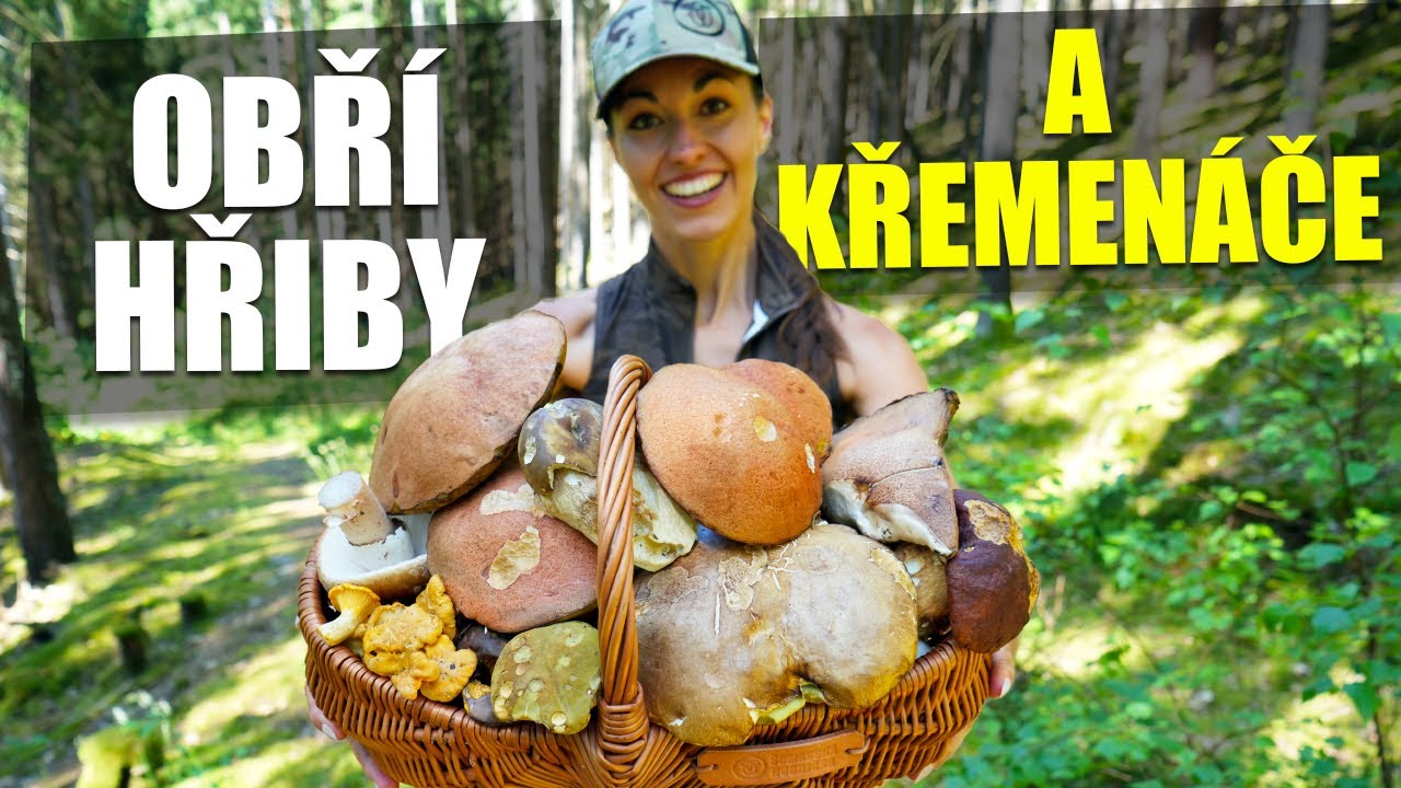OBŘÍ HŘIBY A KŘEMENÁČE ZAČALY RŮST - houbaření na Šumavě se rozjelo!