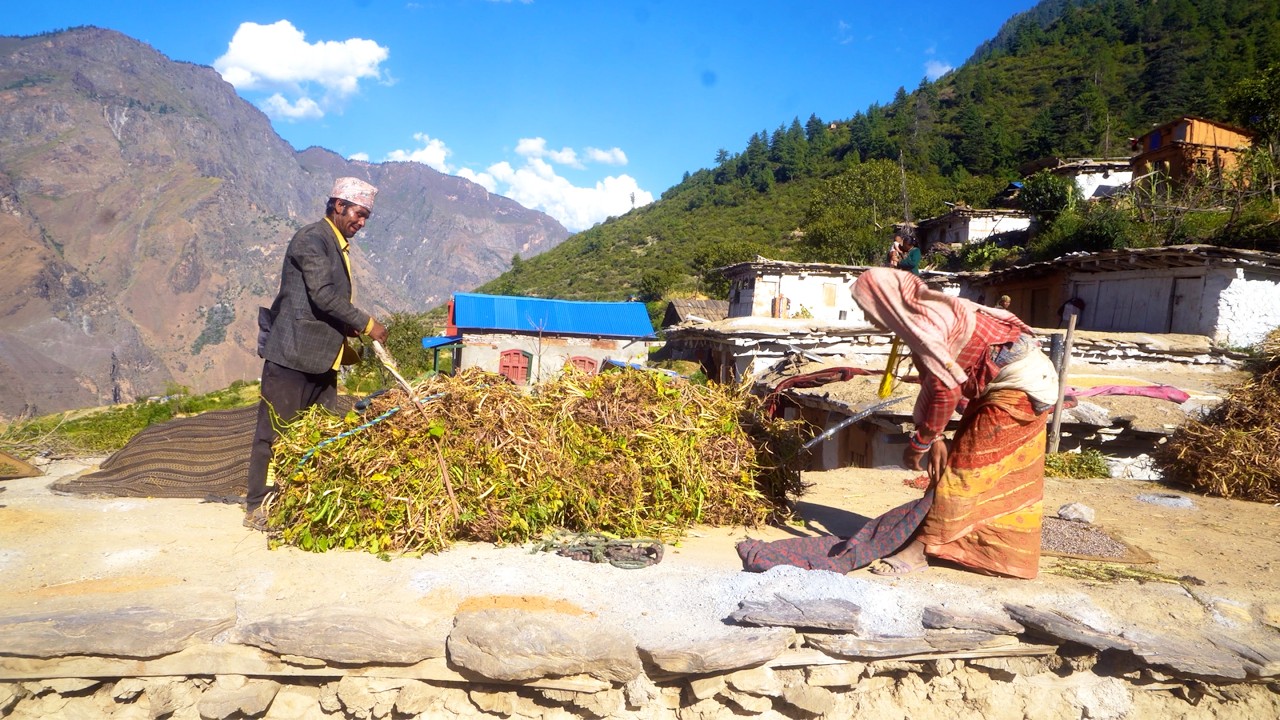 dharme brother harvesting crops with his family || dharme's son in law return to his village