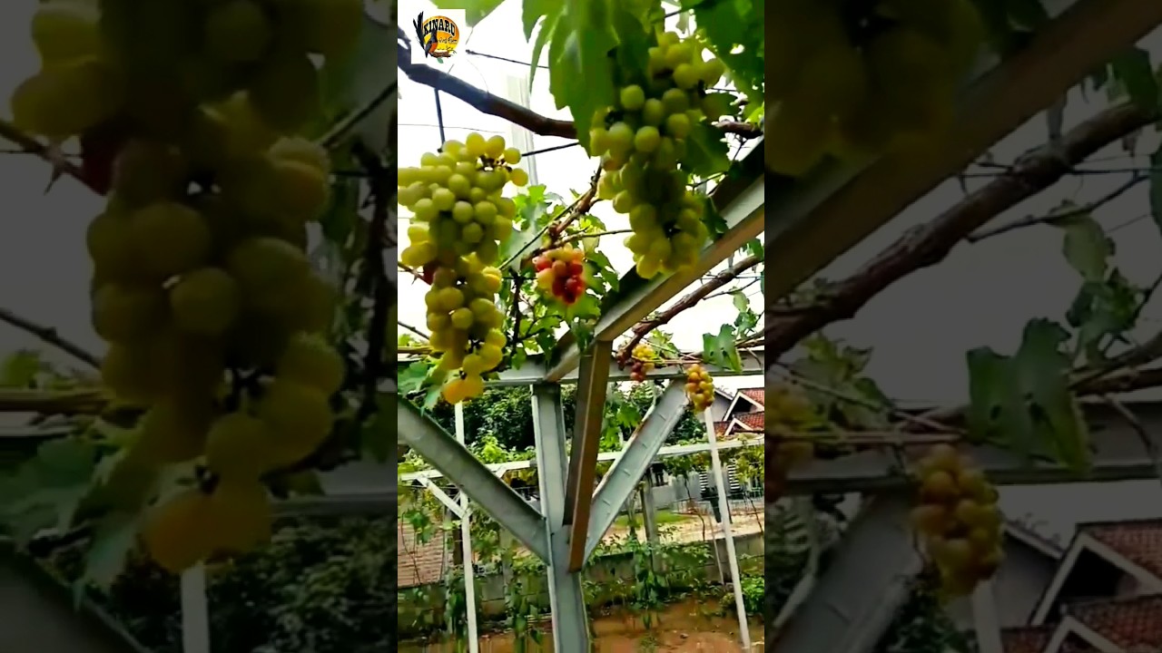 YAKIN NIH...?? gak mau nanam anggur di rumah..??  #shorts #duniahobi #grapefruits #berkebun