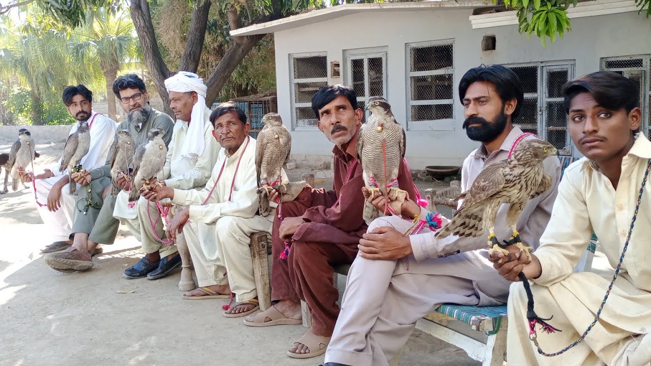 goshawk competition held at Sargodha || falconry art of kings
