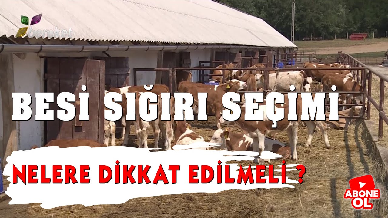 Hayvancılık Rehberi - Besi Sığırı Seçimi