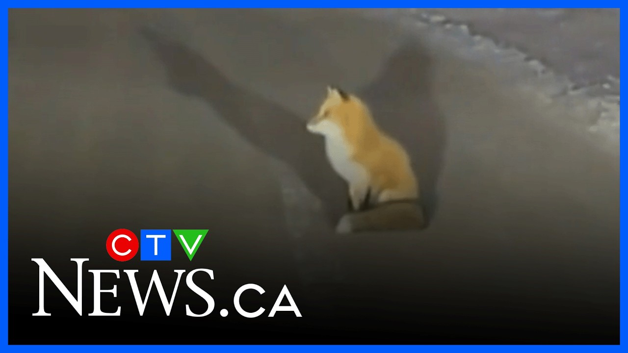 'Not allowed to leave': Foxes detain OPP cruiser in northwestern Ontario