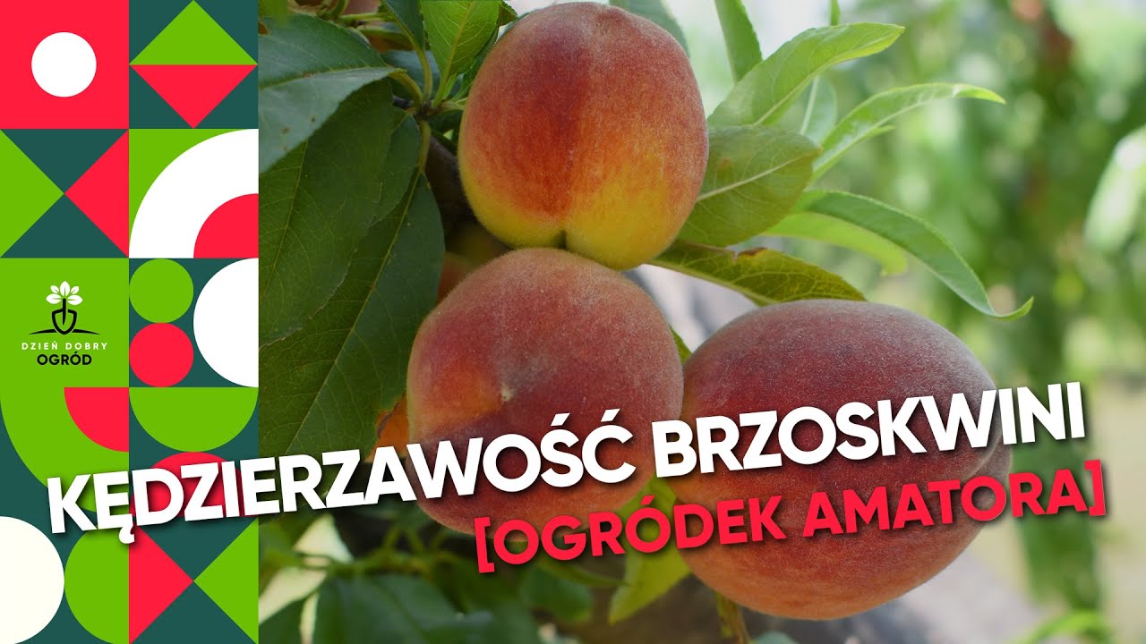 Kędzierzawość liści brzoskwini? Jak ją pokonać 🍑💪 na najwyższym poziomie?