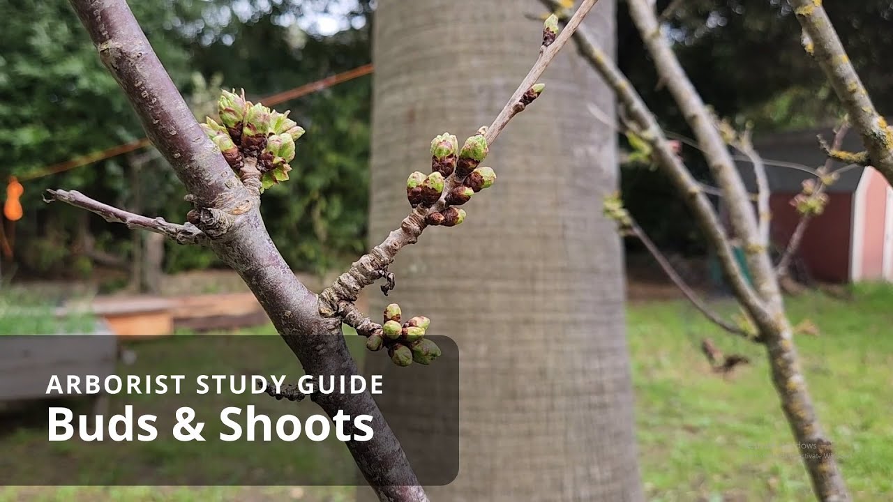 Buds | Tree Biology
