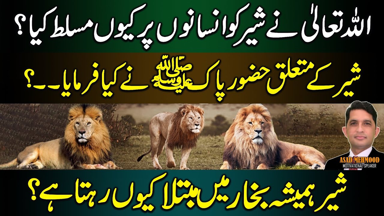 Why did Allah impose the lion on humans? |अल्लाह ने इंसानों पर शेर क्यों थोपा है? By Dr Asad Mehmood