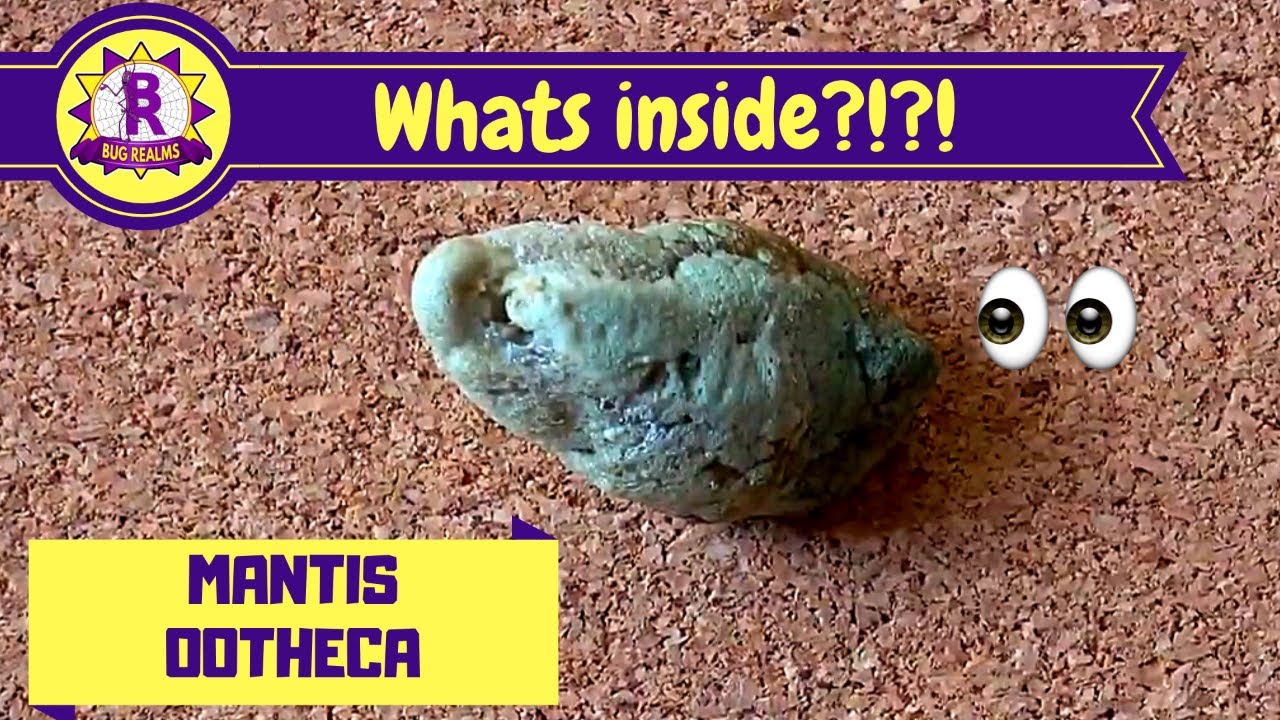 Whats INSIDE an OOTHECA ??