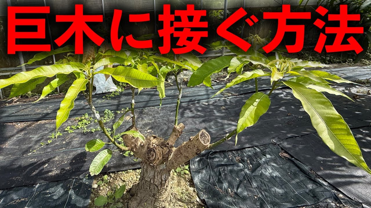 巨木に接木する方法「成功例」と「失敗例」を紹介！