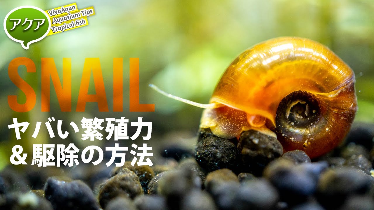 スネールの繁殖力がヤバい！駆除の方法 #アクアリウム ※概要欄に訂正有り 【ビバアクア】