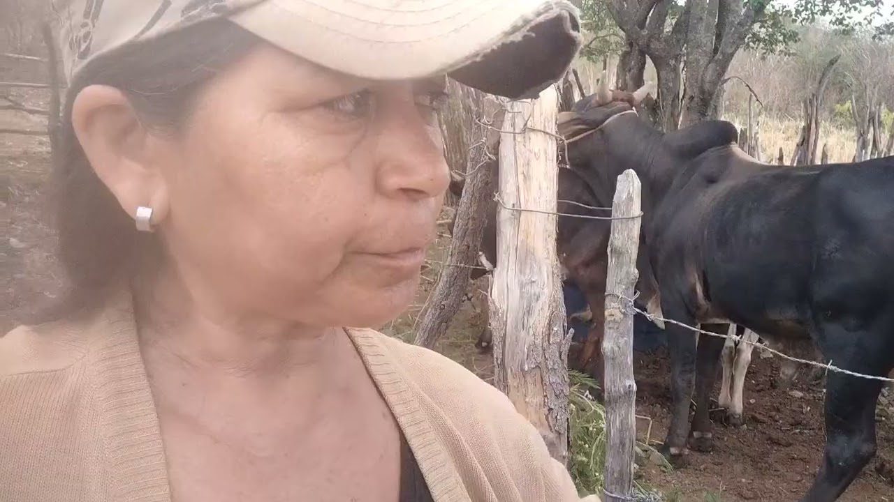 o sertão continua sem chuva falta água e pastagem pro gado 