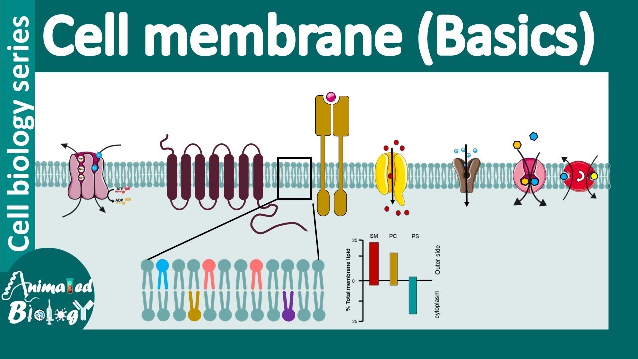 cell membrane overview