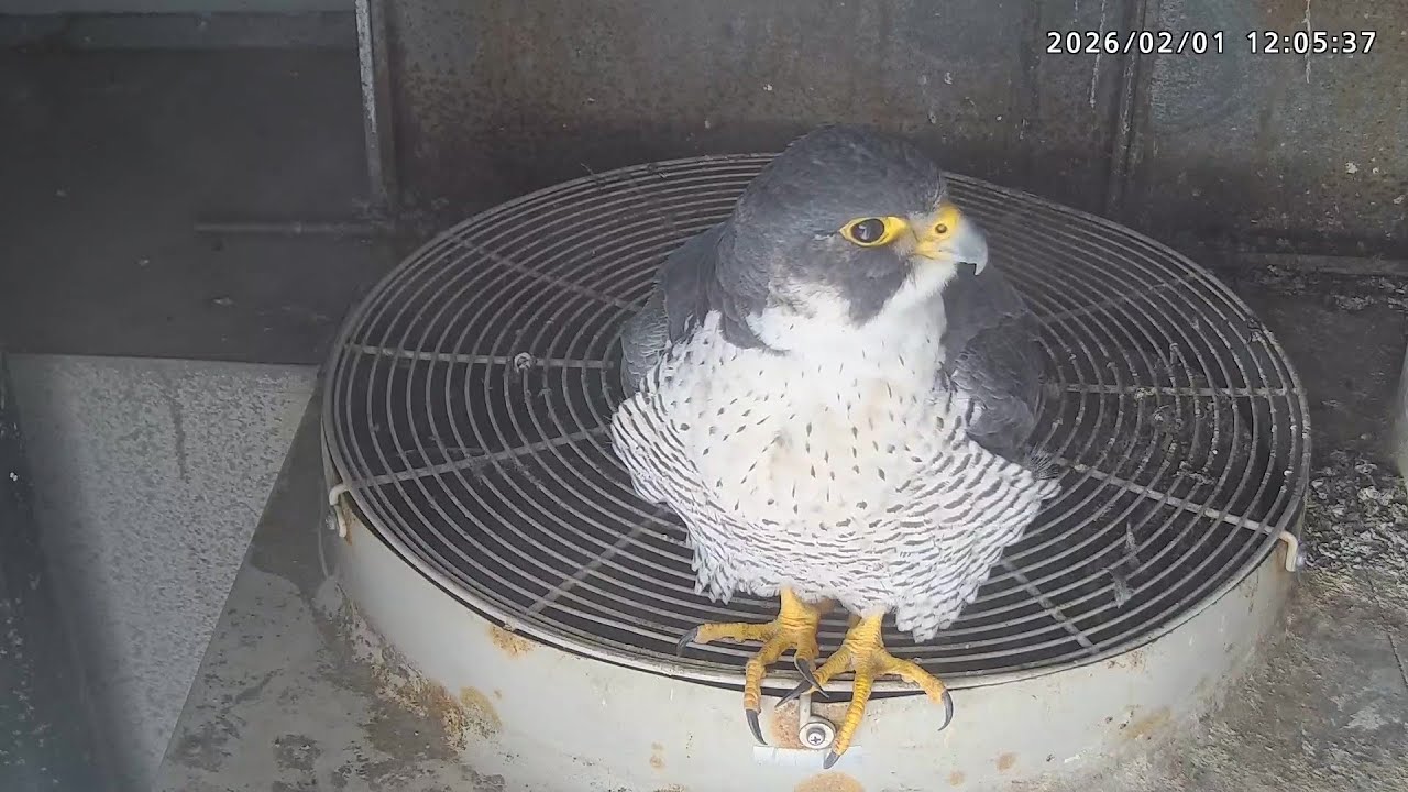 2026-02-01 (12:00) Sara Takes a Long Break on the AC Unit (Balcony Cam)/ さら室外機上に長居(ベランダ・カメラ）