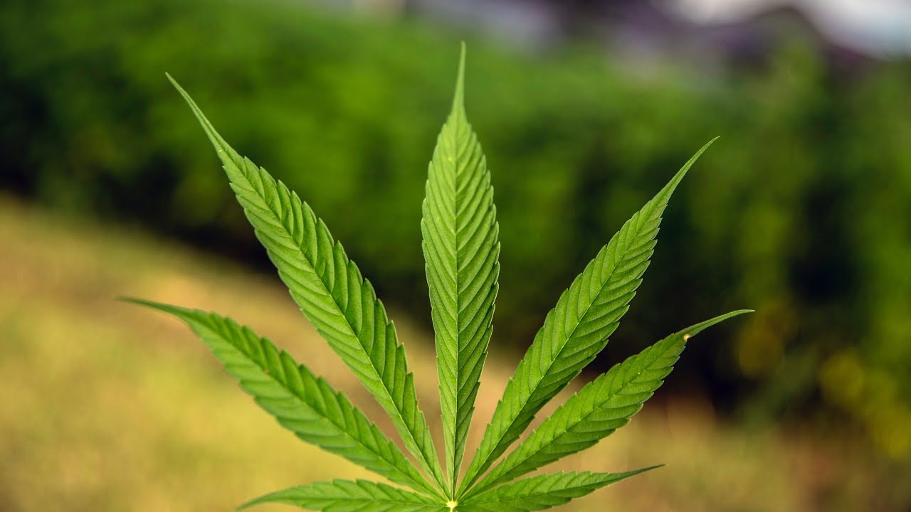 Cannabis black market sales in Canada remain strong despite legalization