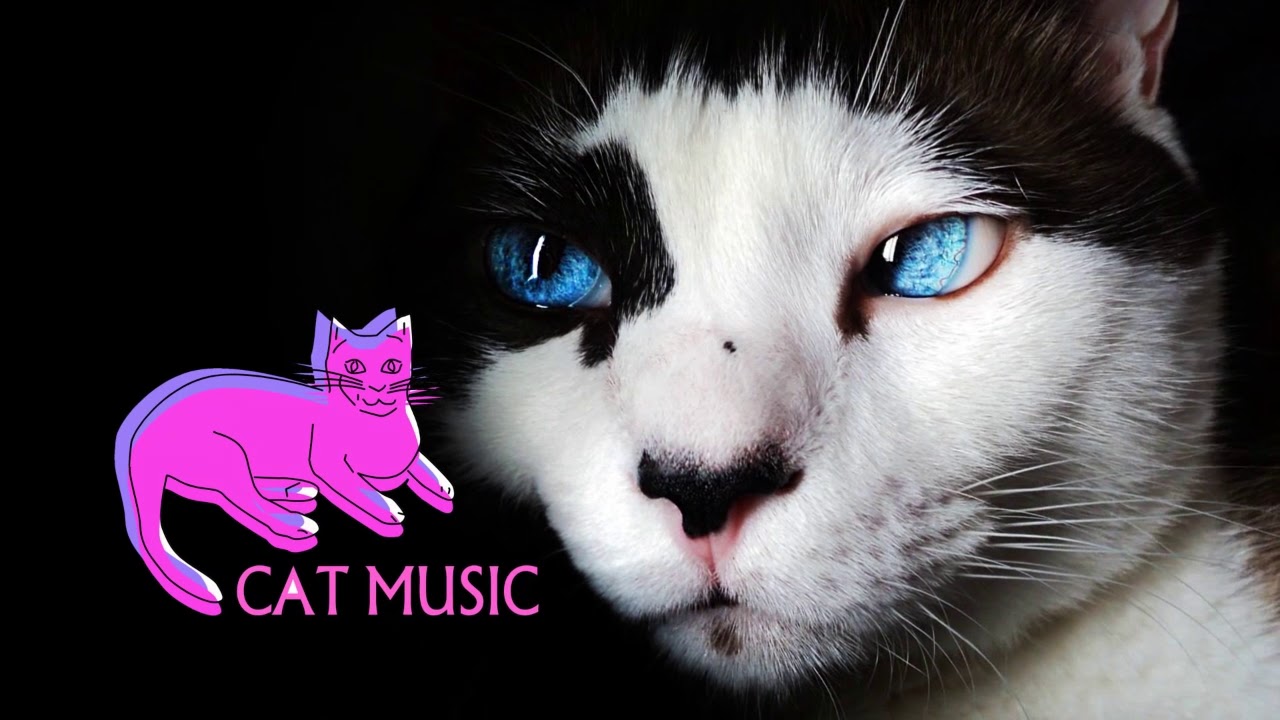 CAT MUSIC MIX 2019 🔥 BASS BOOSTED MIX 2019 🔥BEST EDM