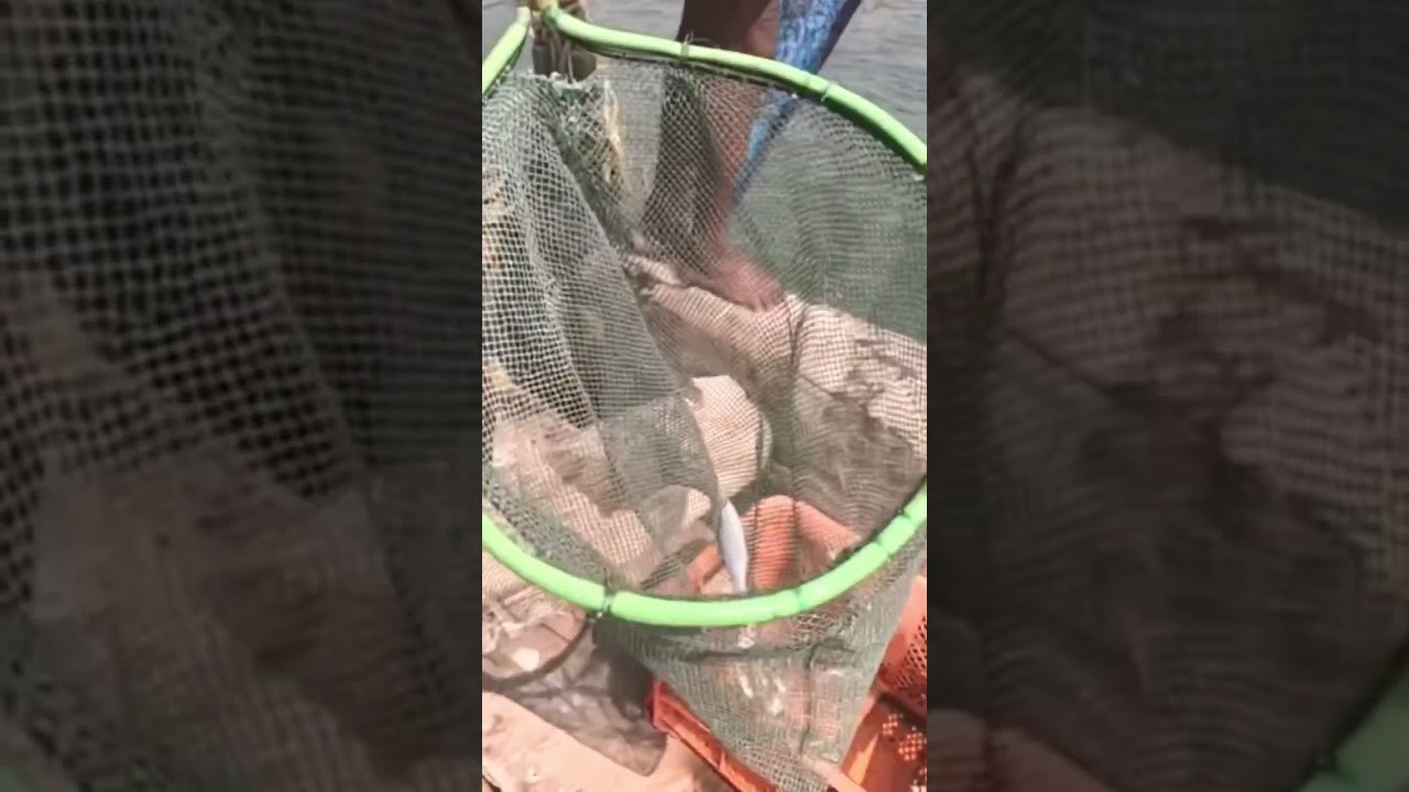 Catching no fish in Fort Kochi’s Chinese fishing nets 