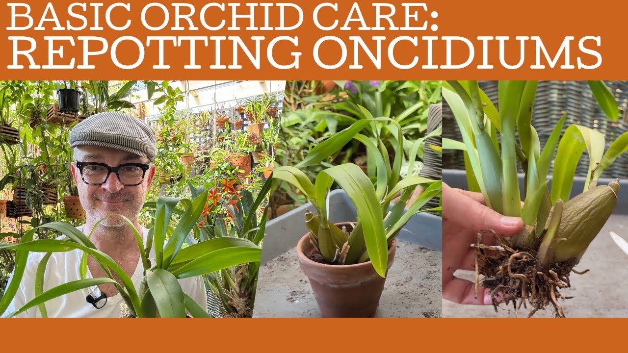 Basic orchid care: re-potting oncidiums!
