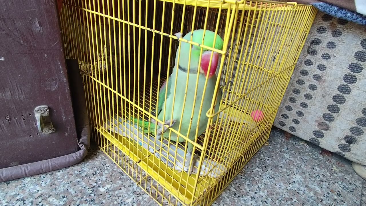 Alexander parrot 🦜 1 sal bad