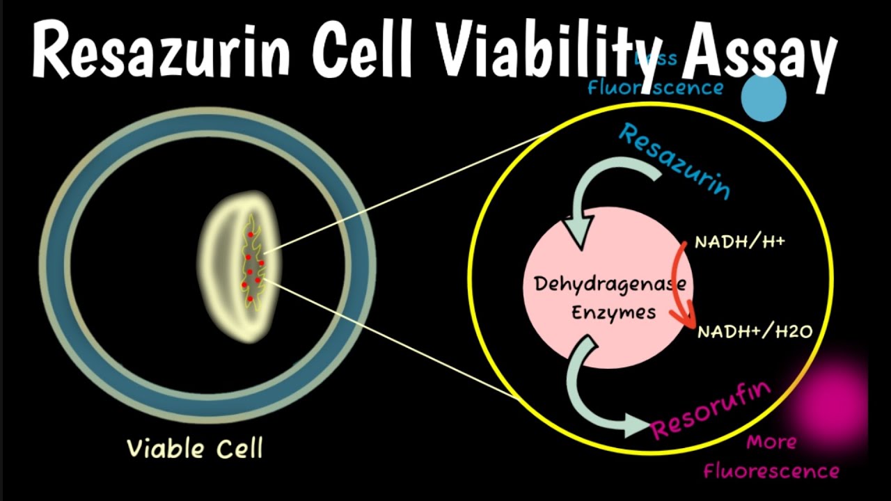 Resazurin Cell Viability Assay |