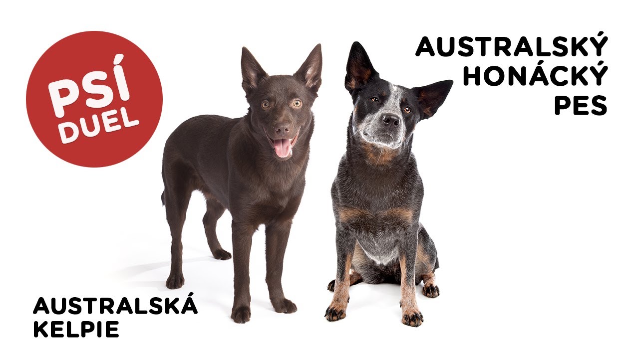 Psí duel - Australská kelpie vs Australský honácký pes - Tlapka TV
