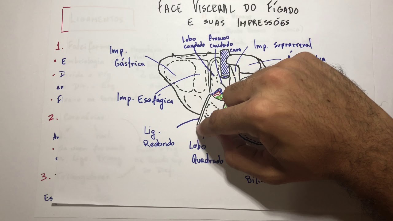 F&iacute;gado - Ligamentos - Anatomia em 3 min