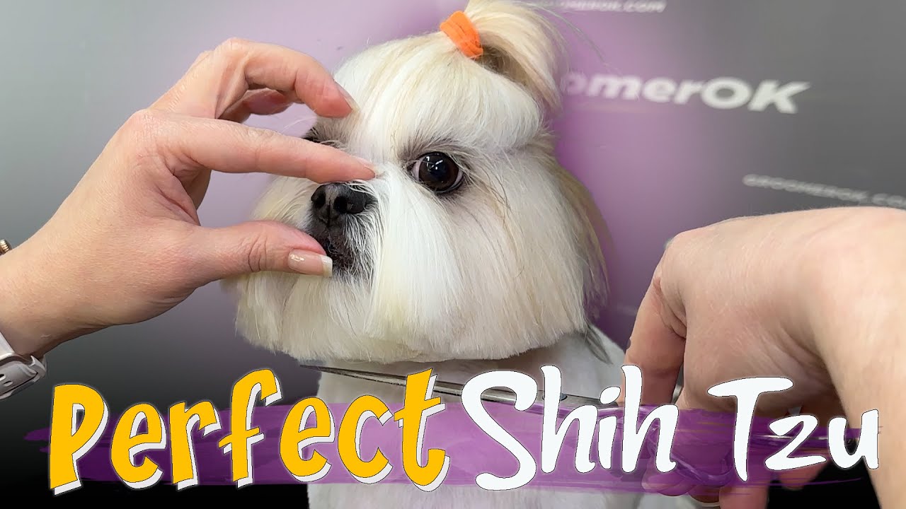 Shih Tzu Grooming Tutorial | Full Step-by-Step Process for a Perfect Trim | Beautiful Before & After