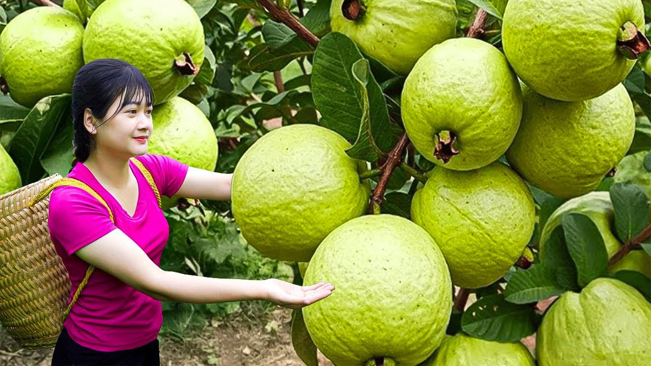 Ly Trieu Ca: Harvesting sweet giant seedless guava - How to traditional cook fruit cake in village