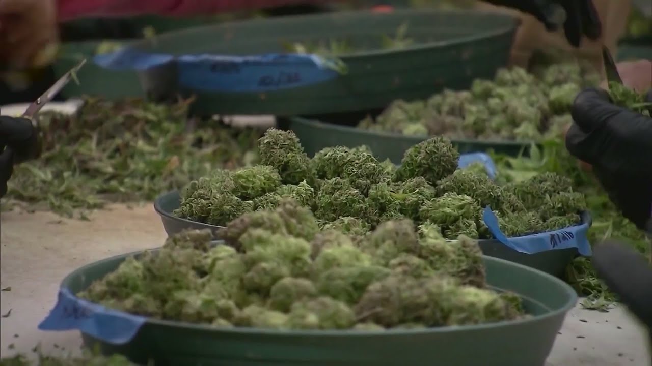 Medical cannabis set for final testing before release to Louisiana drug stores