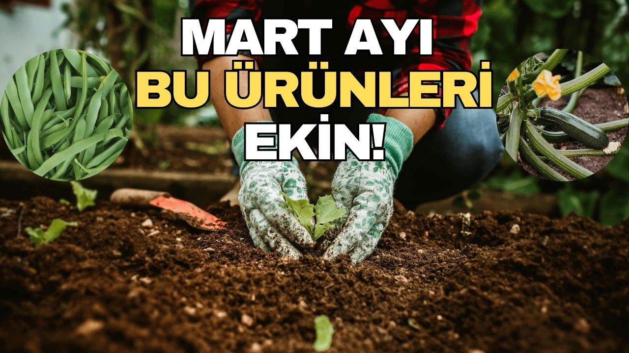Mart Ayı Hangi Sebze ve Meyveler Ekilir? (Bahar ve kış aylarında hangi ürünler, nasıl ekilir?
